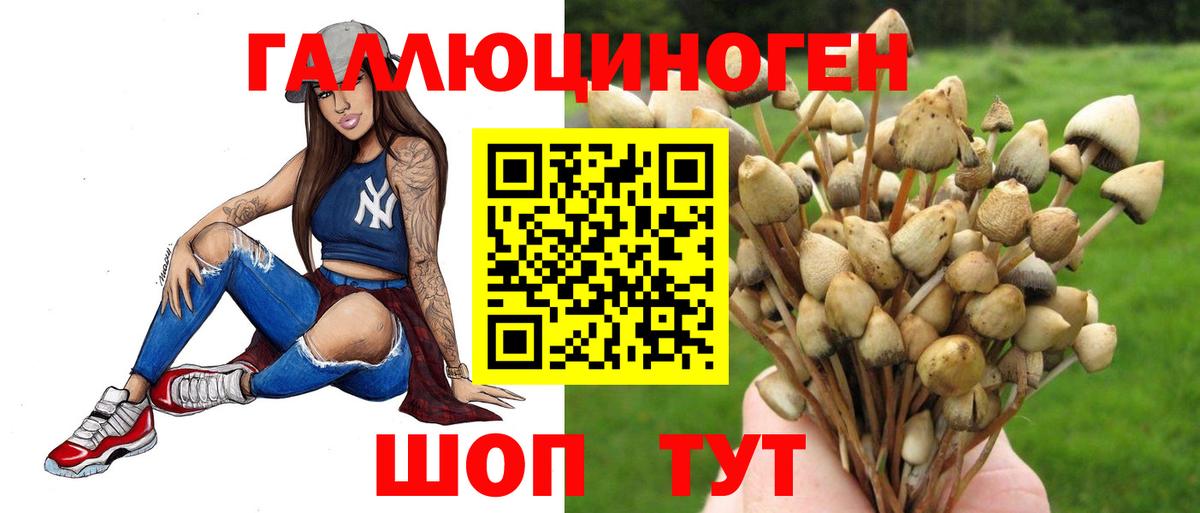 Тулун  Псилоцибиновые грибы прущие грибы  Вход с VPN 